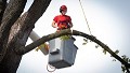 Twin Cities Tree Experts